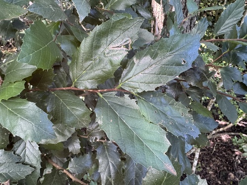 Asbestos tree (Aphananthe philippinensis)
