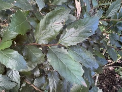 Hackberry (Aphananthe)