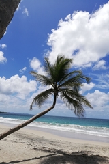 Cocos nucifera