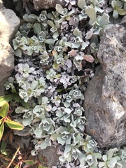 Antennaria rosea