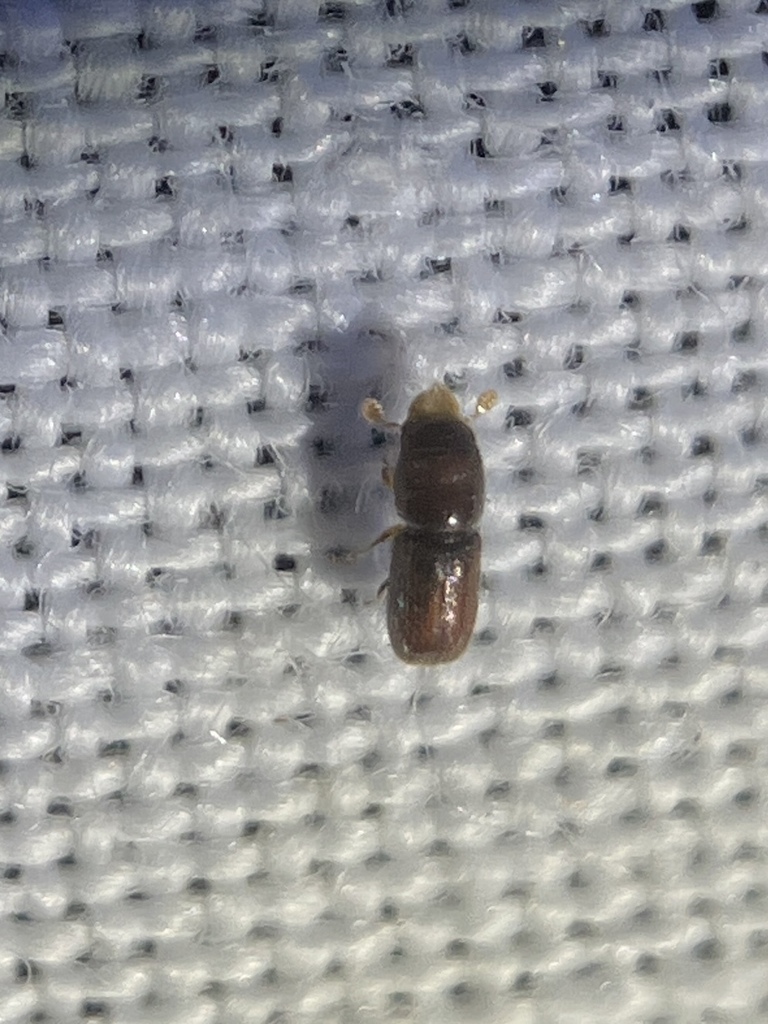 Pseudopityophthorus minutissimus