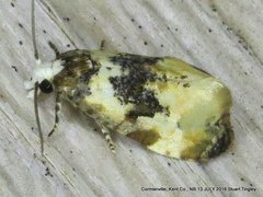 Phalonidia memoranda