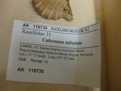 Cabestana tabulata