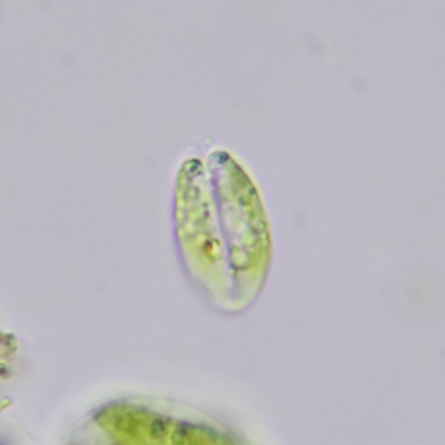 Chlorodendrophyceae