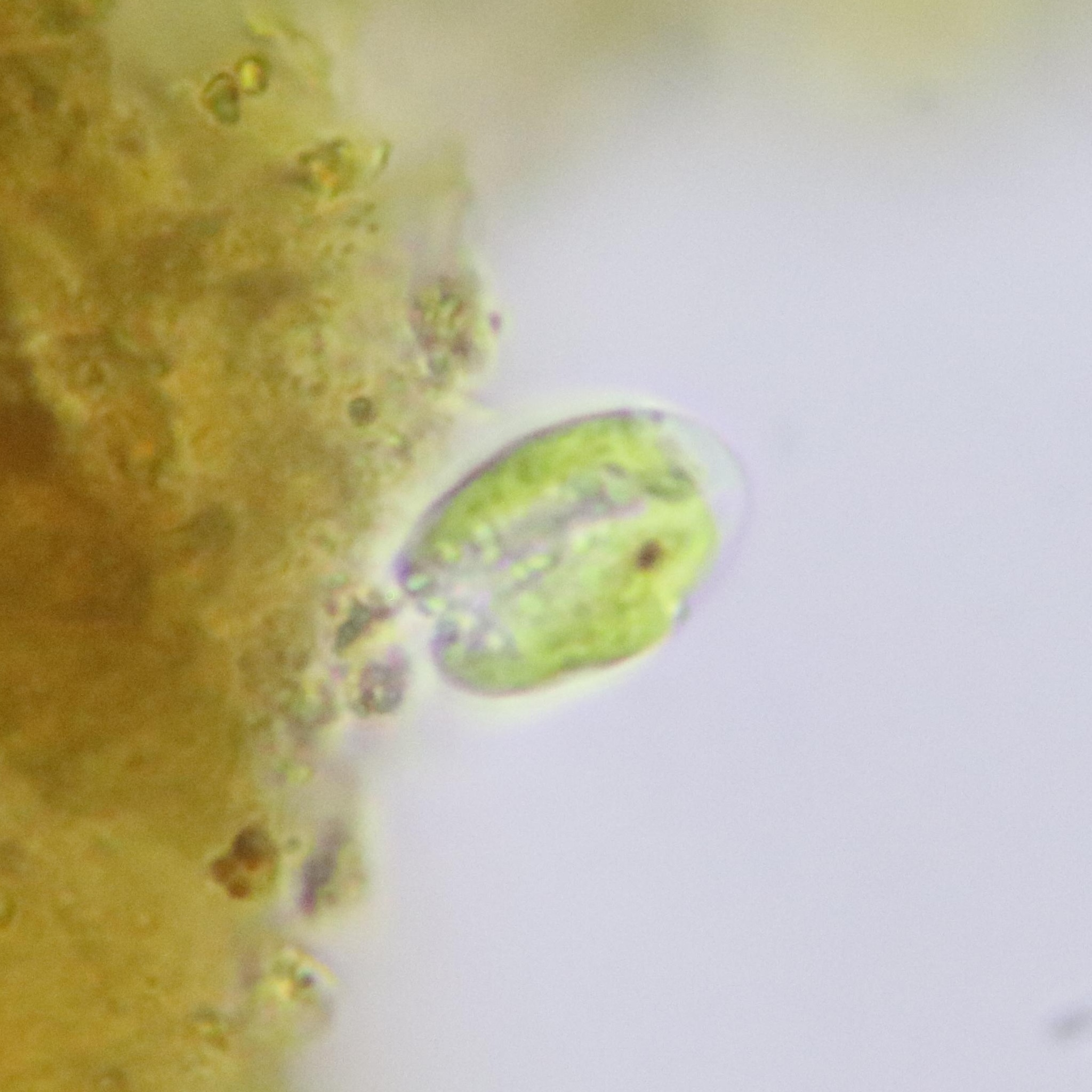 Chlorodendraceae