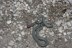 Diadophis punctatus regalis