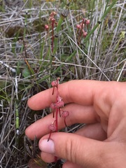 Pyrola asarifolia