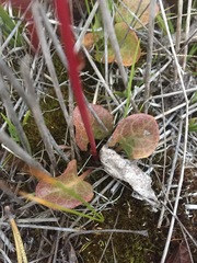 Pyrola asarifolia