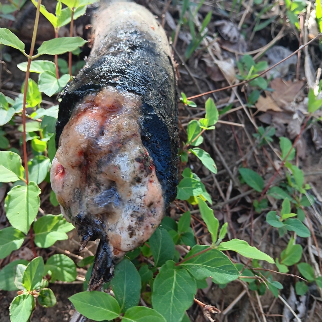 Foamy Bark Canker
