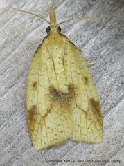 Sparganothis xanthoides