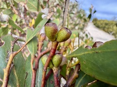 Eucalyptus albopurpurea, photograph (c) pimelea, some rights reserved (CC BY)