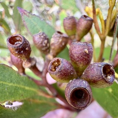 Eucalyptus albopurpurea