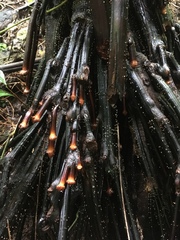 Iriartea deltoidea