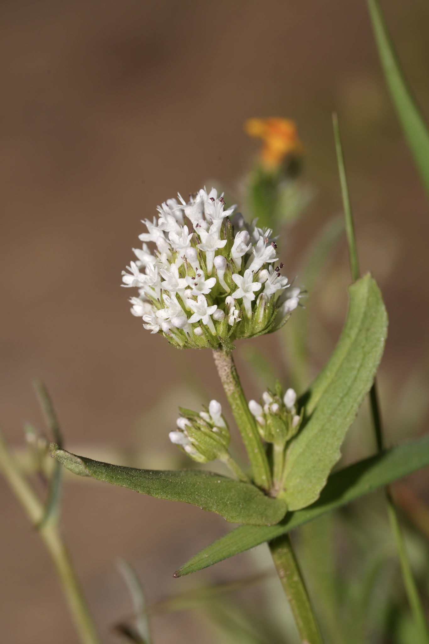 Plectritis macrocera