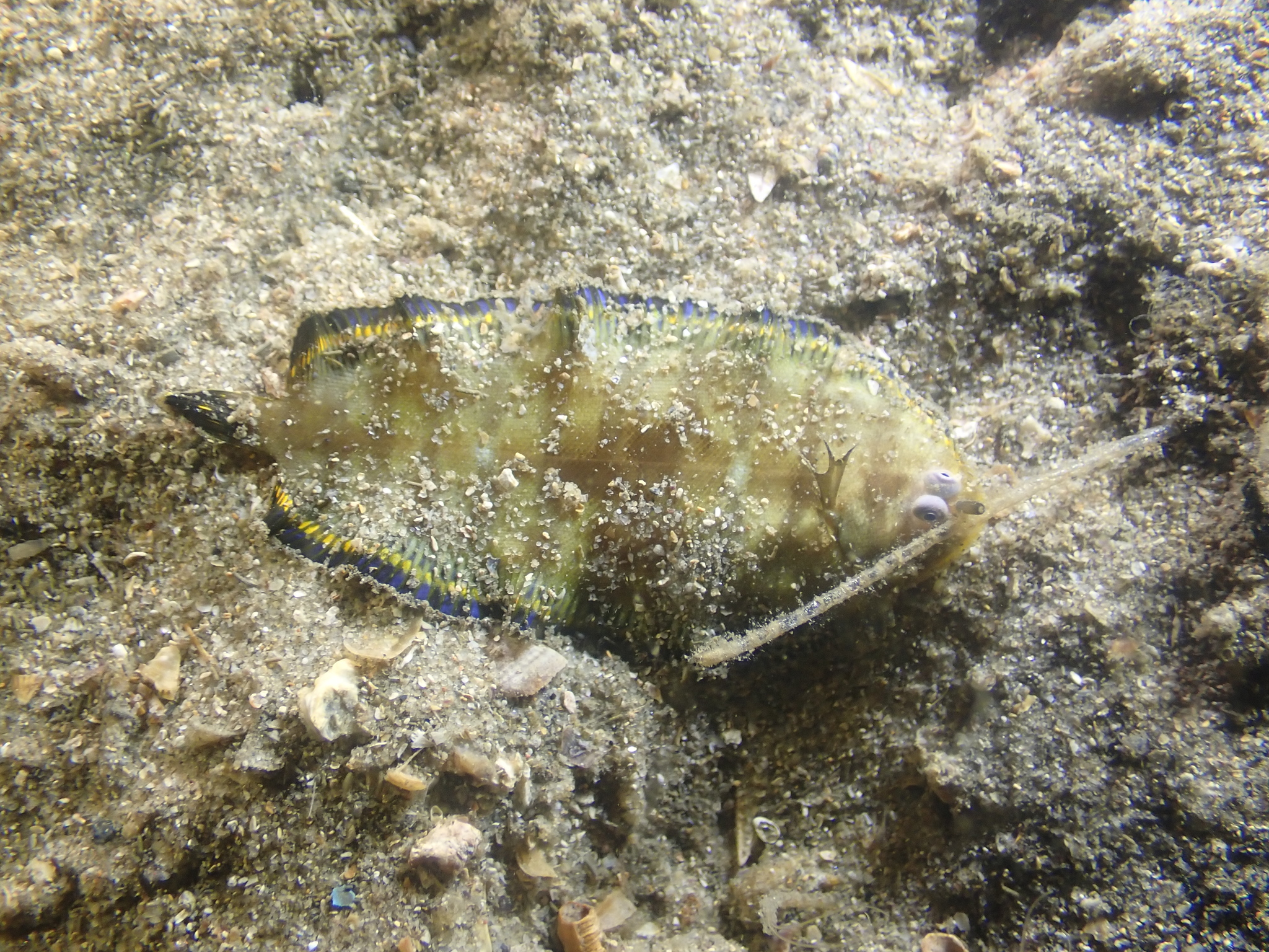 Smallhead Sole photo 5