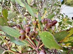 Eucalyptus albopurpurea, photograph (c) pimelea, some rights reserved (CC BY)