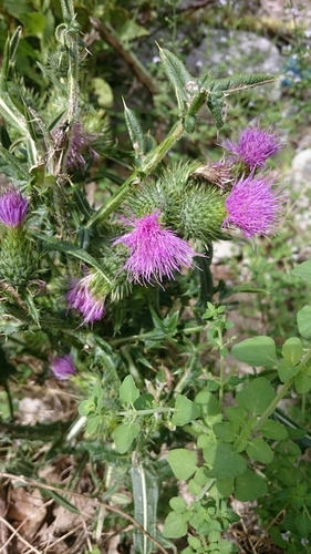 Obični osjak (Cirsium vulgare)