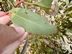 Eucalyptus albopurpurea, photograph (c) pimelea, some rights reserved (CC BY)