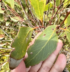Eucalyptus albopurpurea, photograph (c) pimelea, some rights reserved (CC BY)