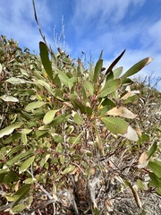 Eucalyptus albopurpurea, photograph (c) pimelea, some rights reserved (CC BY)