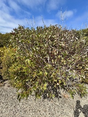 Eucalyptus albopurpurea, photograph (c) pimelea, some rights reserved (CC BY)