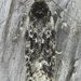 Gelechia lynceella - Photo (c) Stuart Tingley, algunos derechos reservados (CC BY-NC), subido por Stuart Tingley
