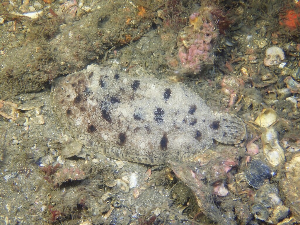 Southern peacock sole (Pardachirus hedleyi) — Soleidae