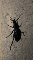 Carabus caelatus