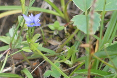 Gentiana prostrata