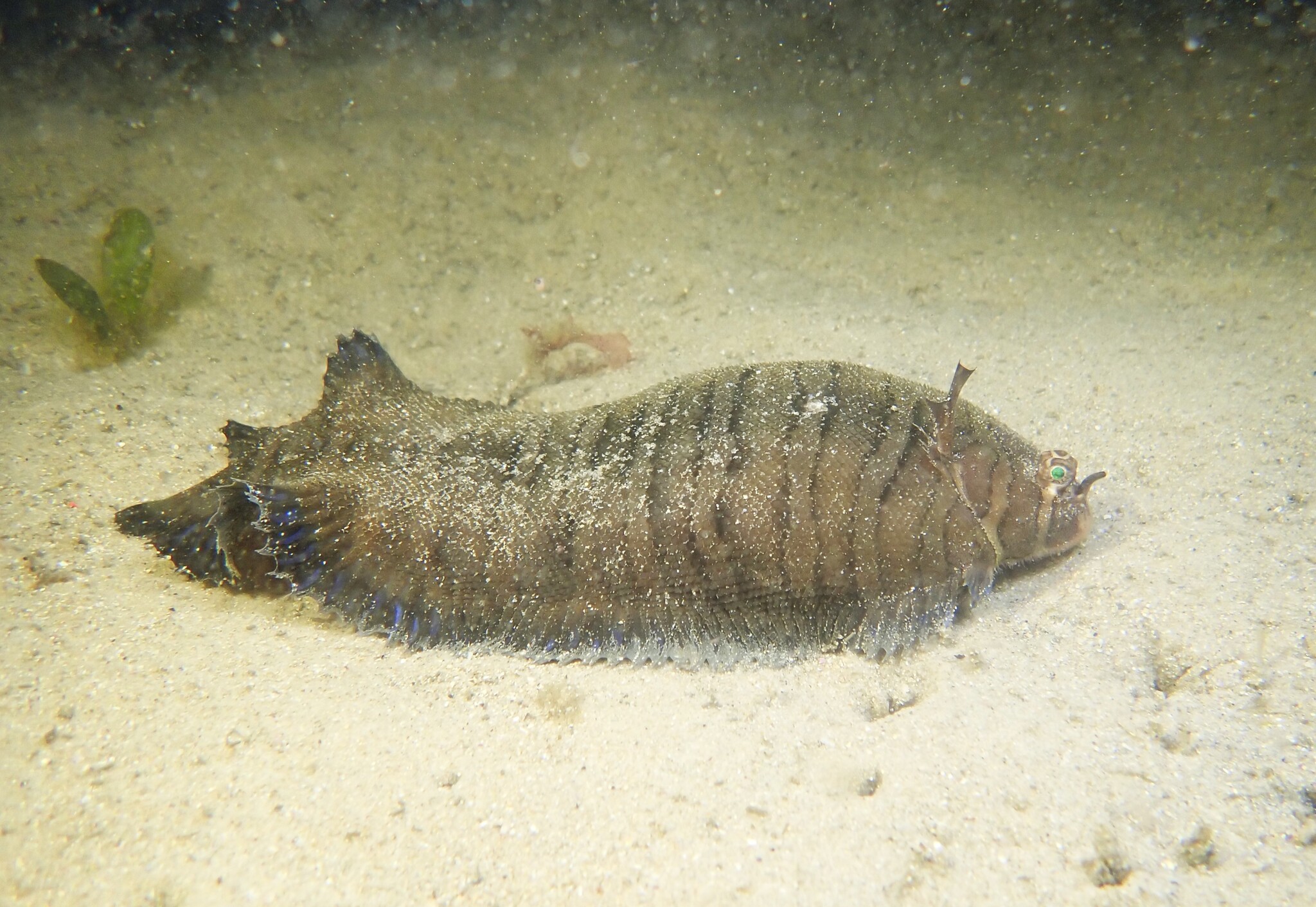 Smallhead Sole photo 6
