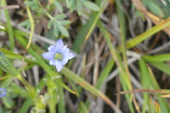 Gentiana prostrata