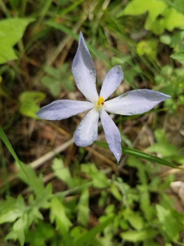 Nemastylis tenuis ssp. pringlei