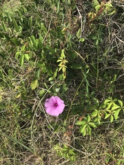 Ipomoea sagittata