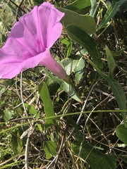 Ipomoea sagittata