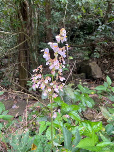 Begonia heracleifolia