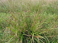 Tripsacum dactyloides