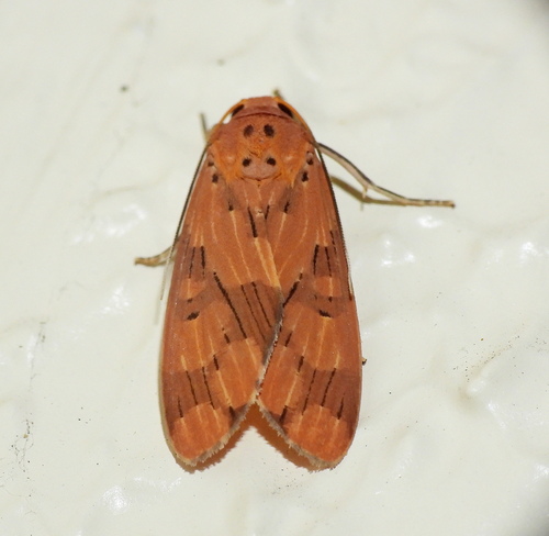 Phaeomolis polystria