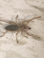Eremobatinae