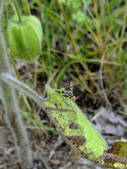 Rhagoletis striatella