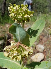 Asclepias elata