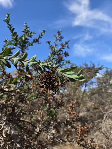 Image of Acacia triptera by (c) Matthew Lincoln, some rights reserved (CC BY)