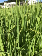 Oryza sativa