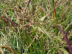 Tripsacum dactyloides