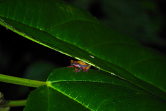 Dendropsophus triangulum