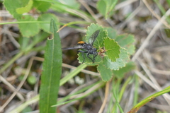 Laphria gilva