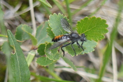 Laphria gilva