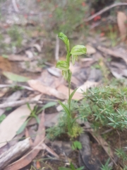 Pterostylis smaragdyna