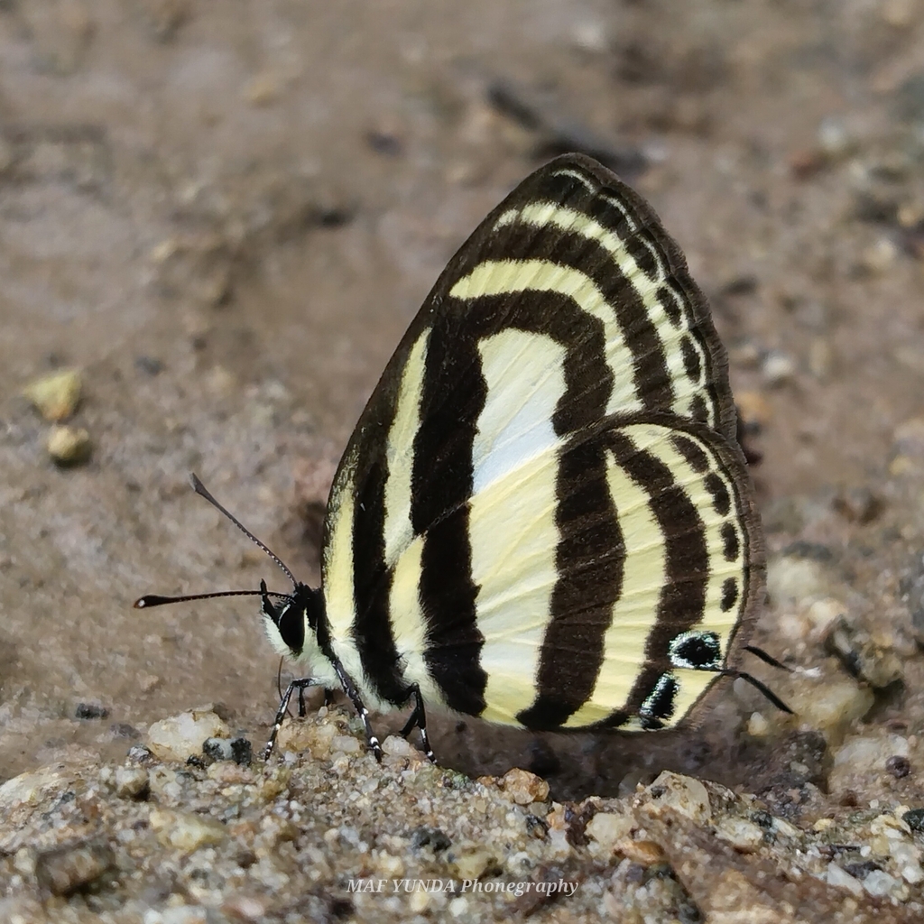 Discolampa ilissus