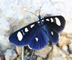 Alypiodes bimaculata
