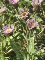 Erigeron atticus